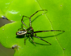 Diaea ambara