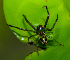 Diaea ambara