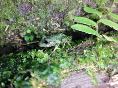 Pristimantis turpinorum