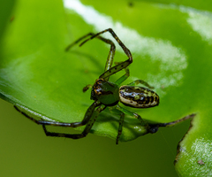 Diaea ambara