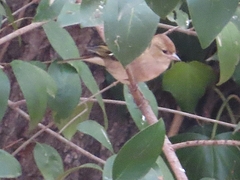 Fringilla coelebs