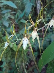 Brassia arcuigera
