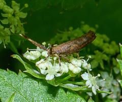 Protosynaema steropucha