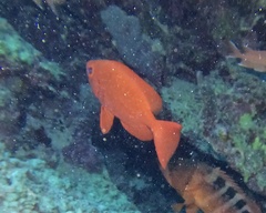 Priacanthus hamrur