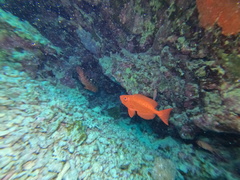 Priacanthus hamrur