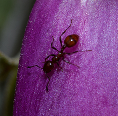 Chelaner antarcticus