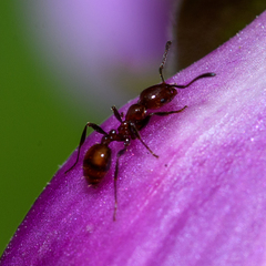 Chelaner antarcticus