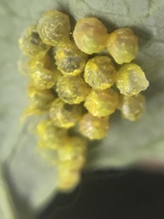 Battus polydamas psittacus