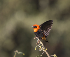 Euplectes hordeaceus