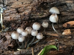Mycena bulliformis