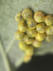 Battus polydamas psittacus