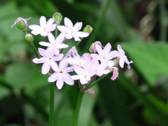 Tulbaghia violacea