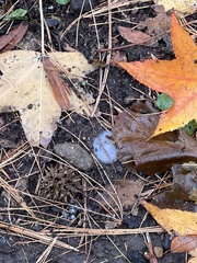 Liquidambar styraciflua