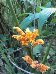 Stromanthe stromanthoides