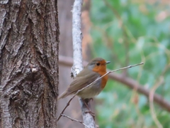 Erithacus rubecula