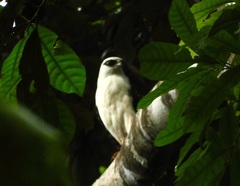 Leucopternis melanops