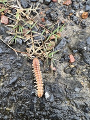 Dicellarius bimaculatus