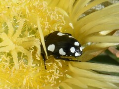 Mausoleopsis amabilis