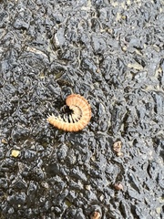 Dicellarius bimaculatus