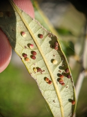 Neuroterus saltatorius texanus