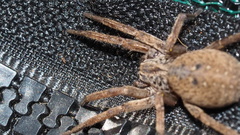 Mituliodon tarantulinus