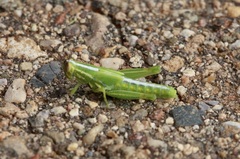 Hesperotettix viridis