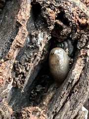 Deroceras reticulatum