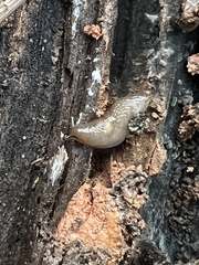 Deroceras reticulatum