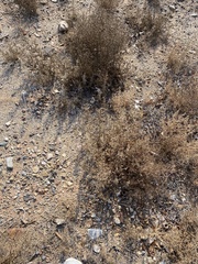 Salsola tragus