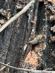 Deroceras reticulatum