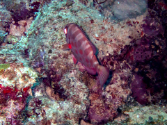 Heteropriacanthus cruentatus