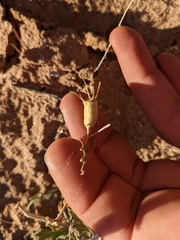 Mentzelia multiflora
