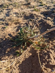 Mentzelia multiflora