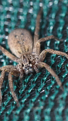 Mituliodon tarantulinus