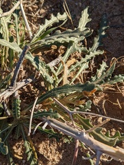 Mentzelia multiflora