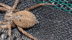 Mituliodon tarantulinus