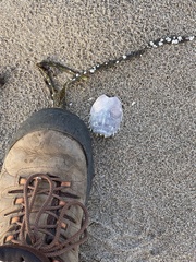 Blepharipoda occidentalis