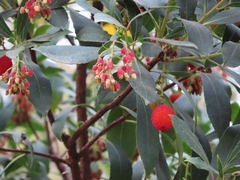Arbutus unedo