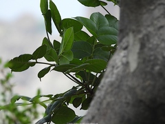 Commiphora ornifolia