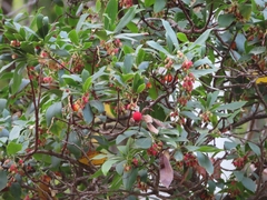 Arbutus unedo