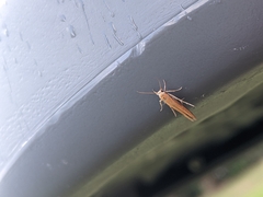 Stathmopoda skelloni