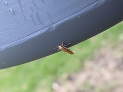 Stathmopoda skelloni