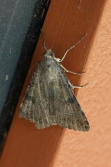 Bulia