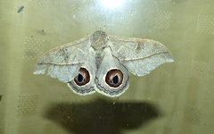 Leucanella viridescens