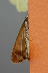 Bulia