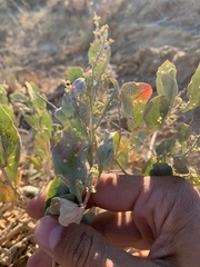 Atriplex gardneri