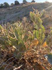 Atriplex gardneri