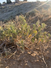 Atriplex gardneri