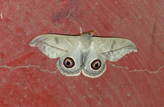 Leucanella