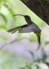 Phaethornis syrmatophorus
